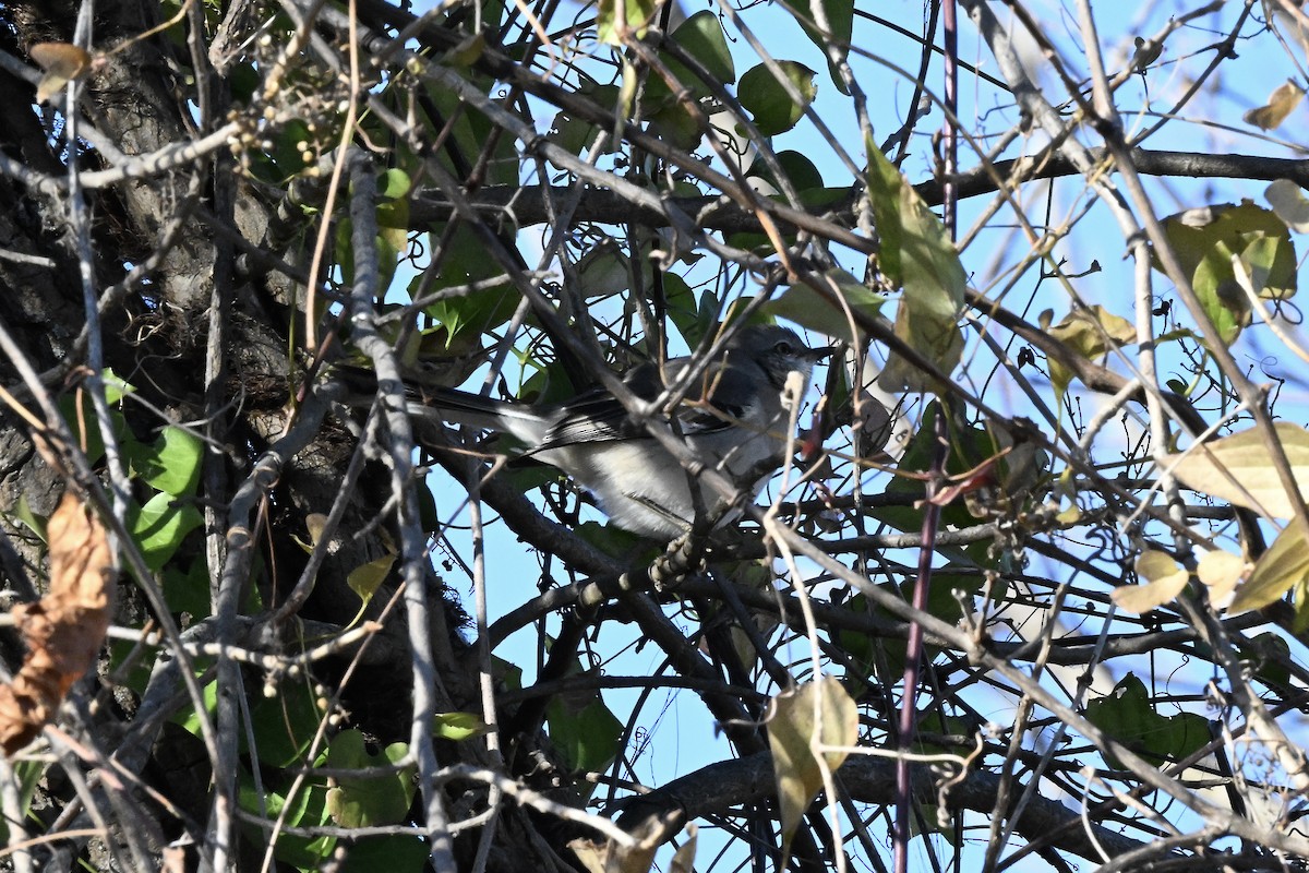 Northern Mockingbird - ML646222343