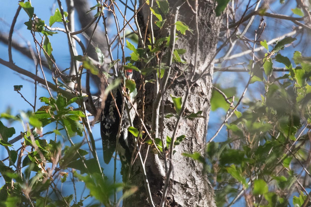 Red-naped Sapsucker - ML646222351