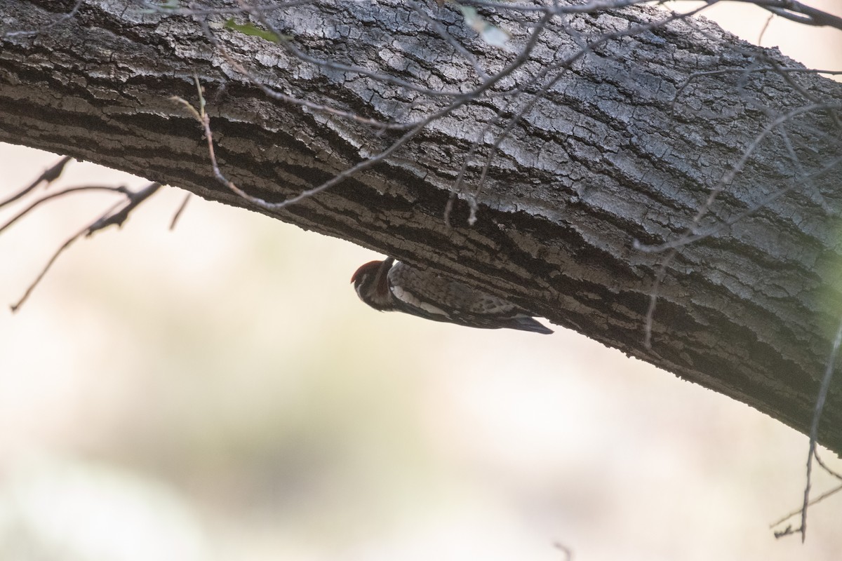 Red-naped Sapsucker - ML646222352