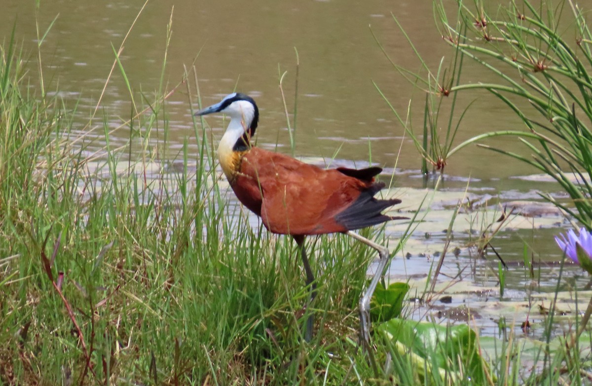 African Jacana - ML646222353