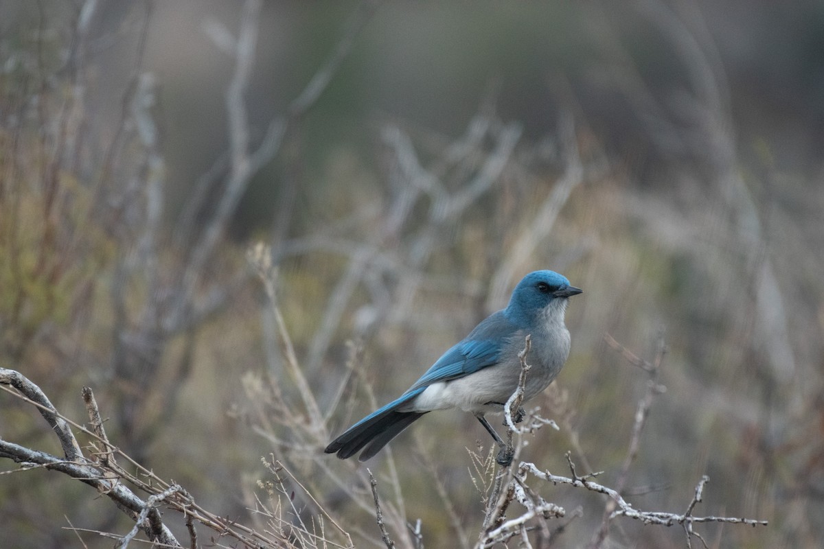 Mexican Jay - ML646222362