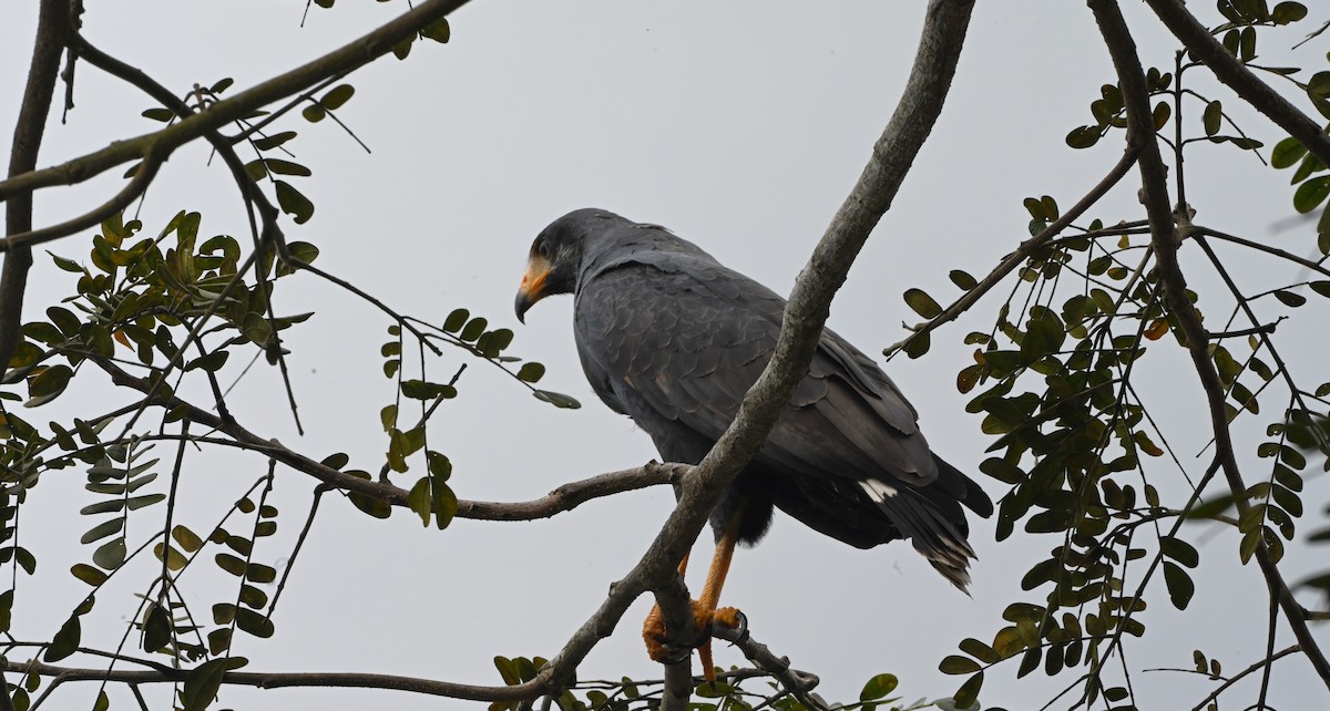 Common Black Hawk - ML646222363