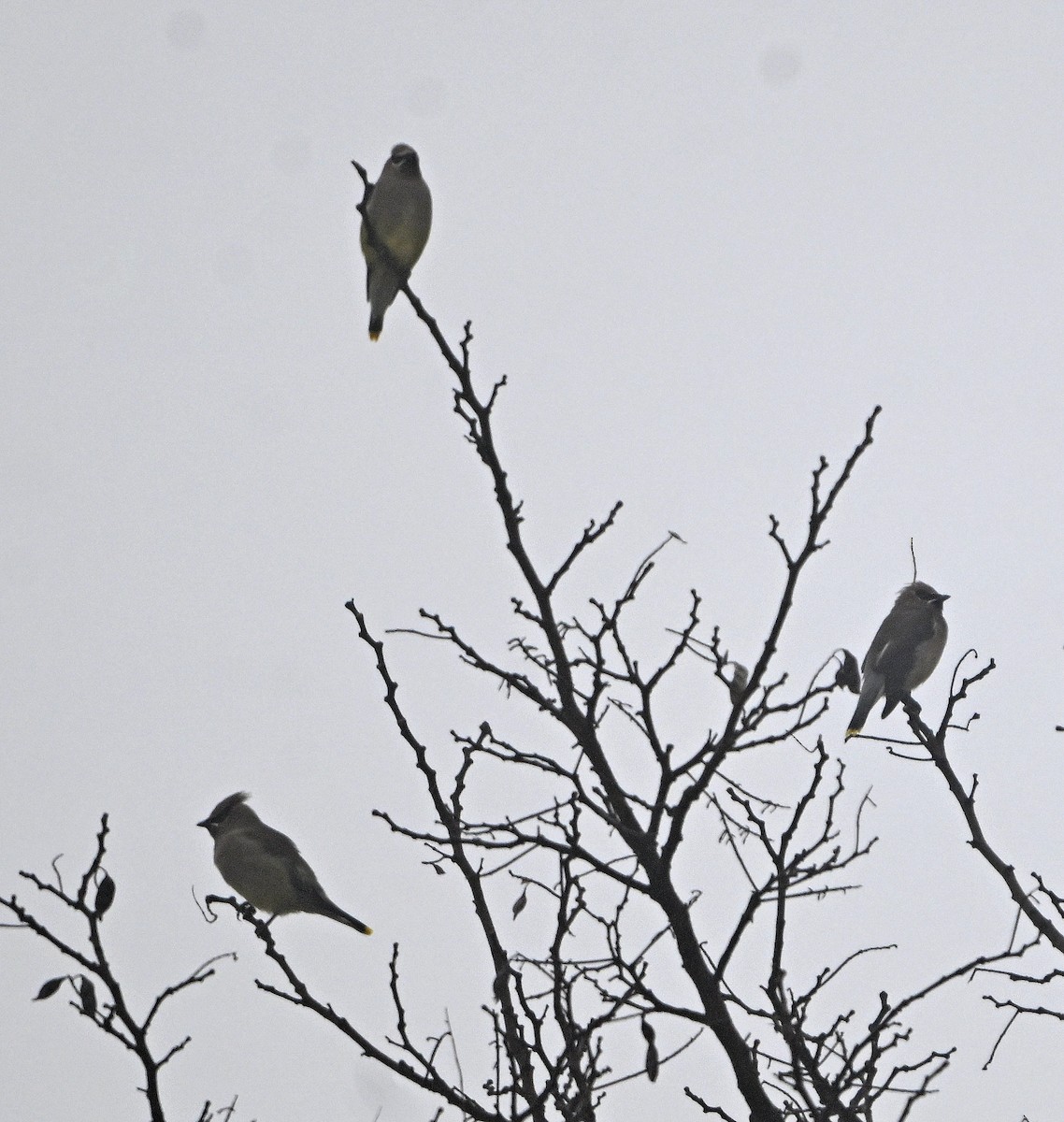 ציצנית אמריקנית - ML646222365