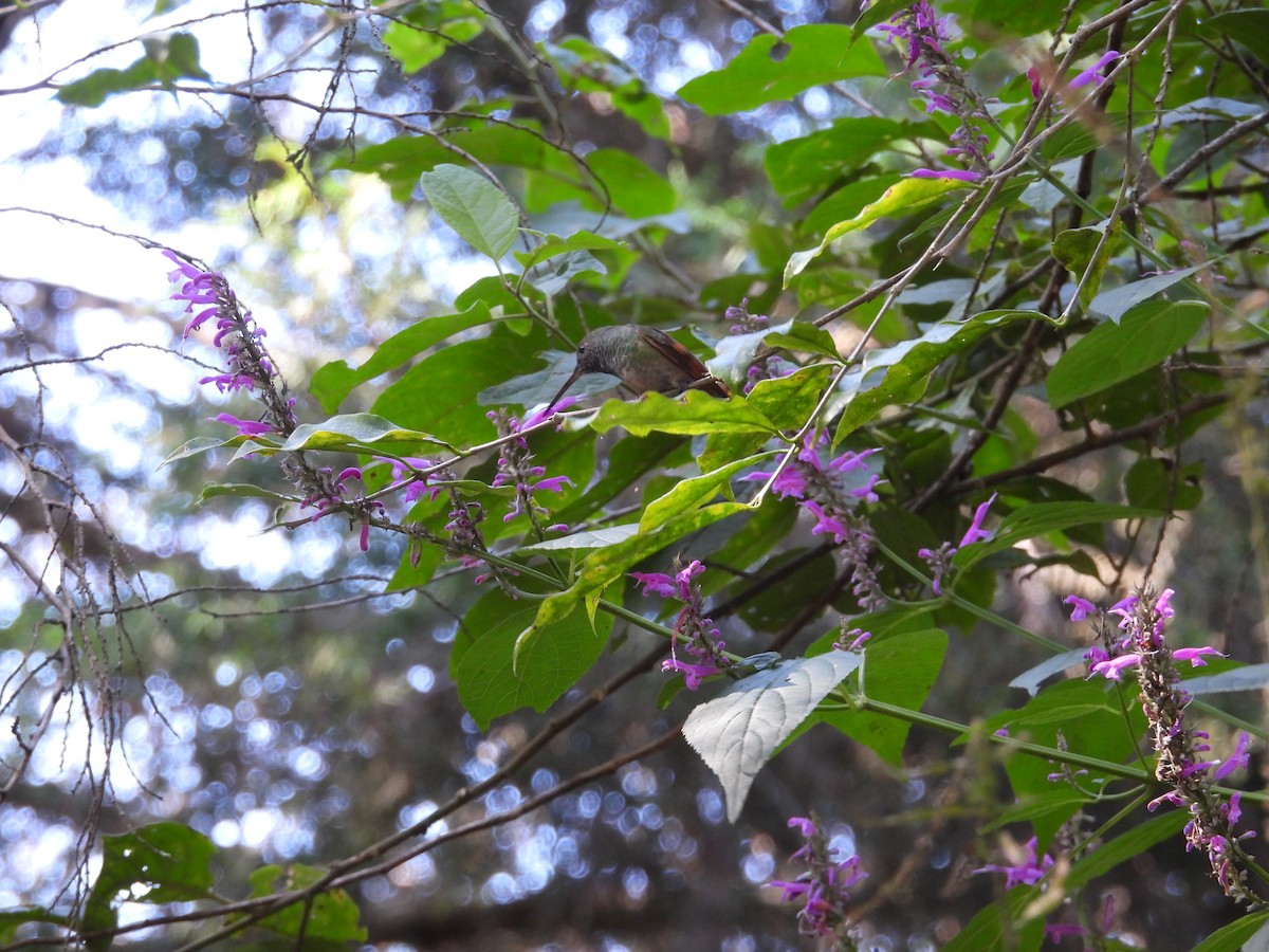 Berylline Hummingbird - ML646222367