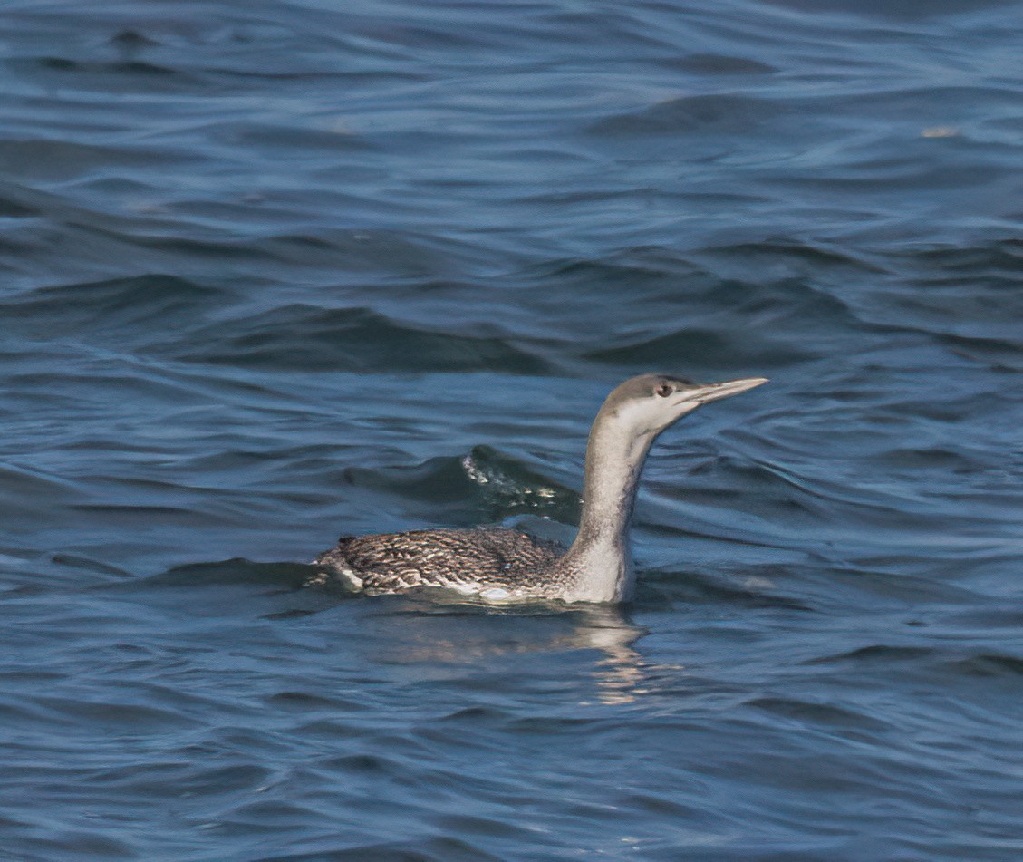 Red-throated Loon - ML646222368