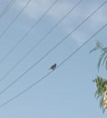 Indian Robin - ML646222369