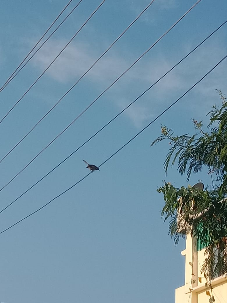 Indian Robin - ML646222370