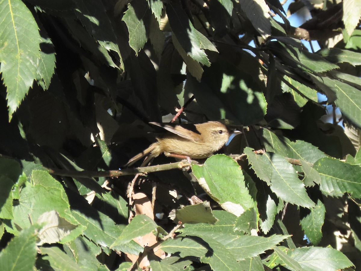 Brownish-flanked Bush Warbler - ML646222371