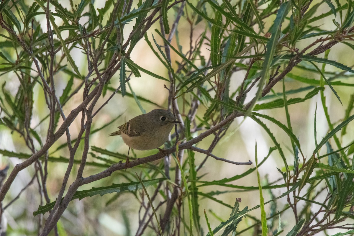 Ruby-crowned Kinglet - ML646222375