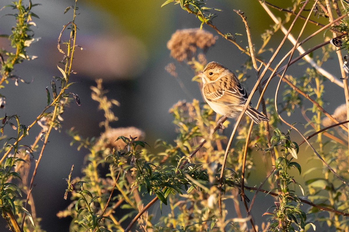 ウスヒメドリ - ML646222376