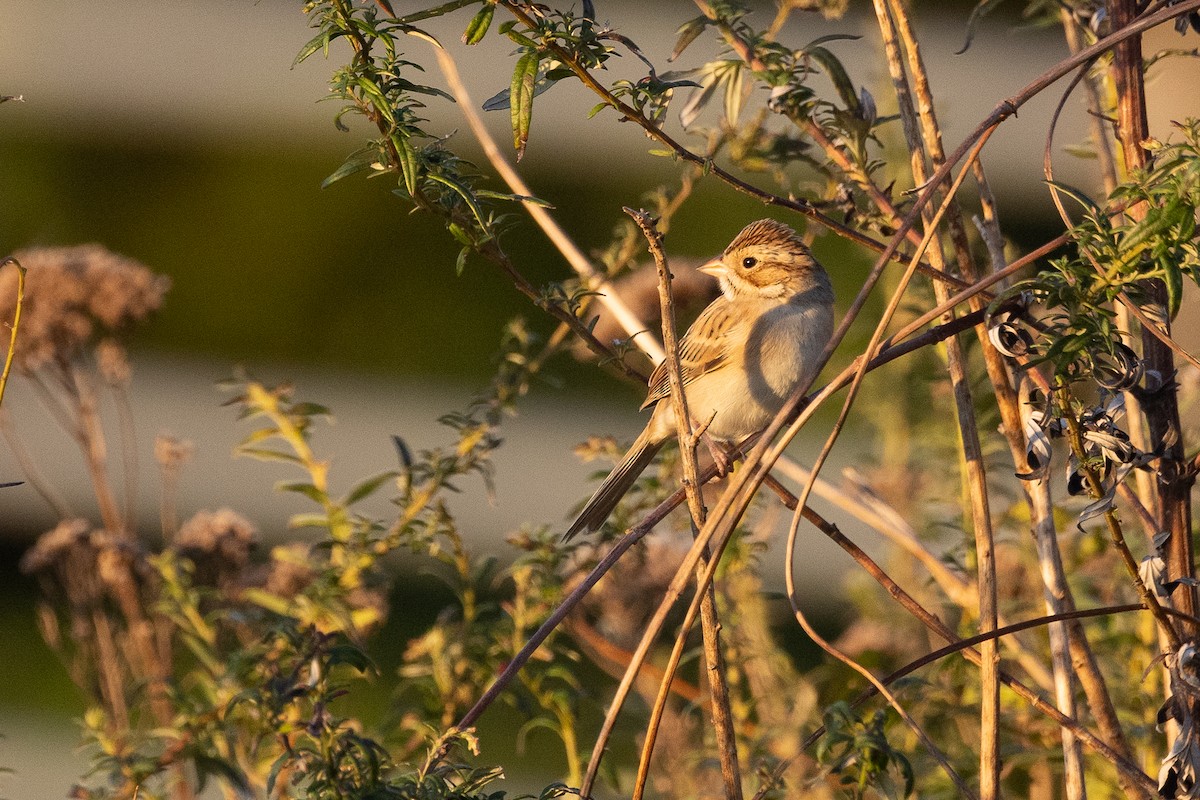 ウスヒメドリ - ML646222377
