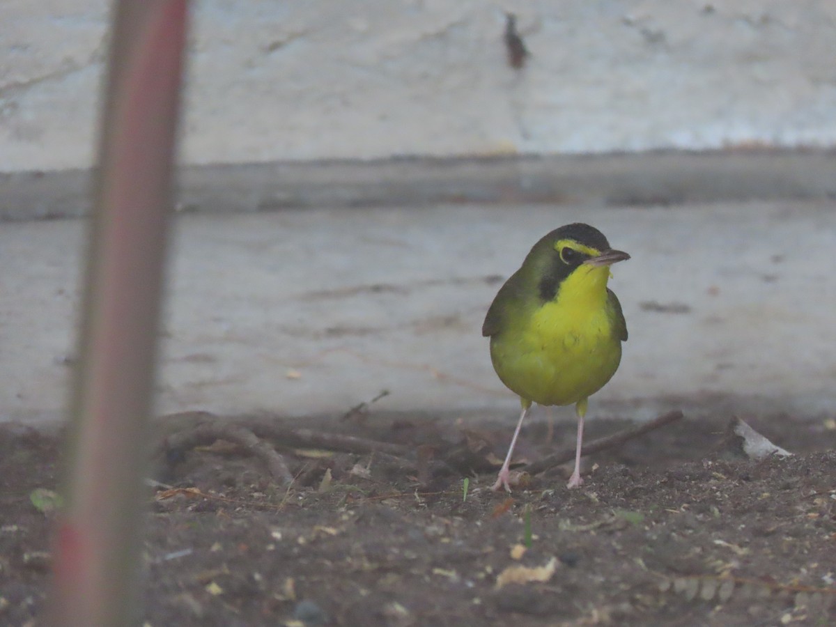 kentuckyparula - ML646222378