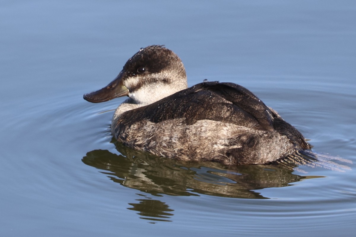 Amerika Dikkuyruğu - ML646222380