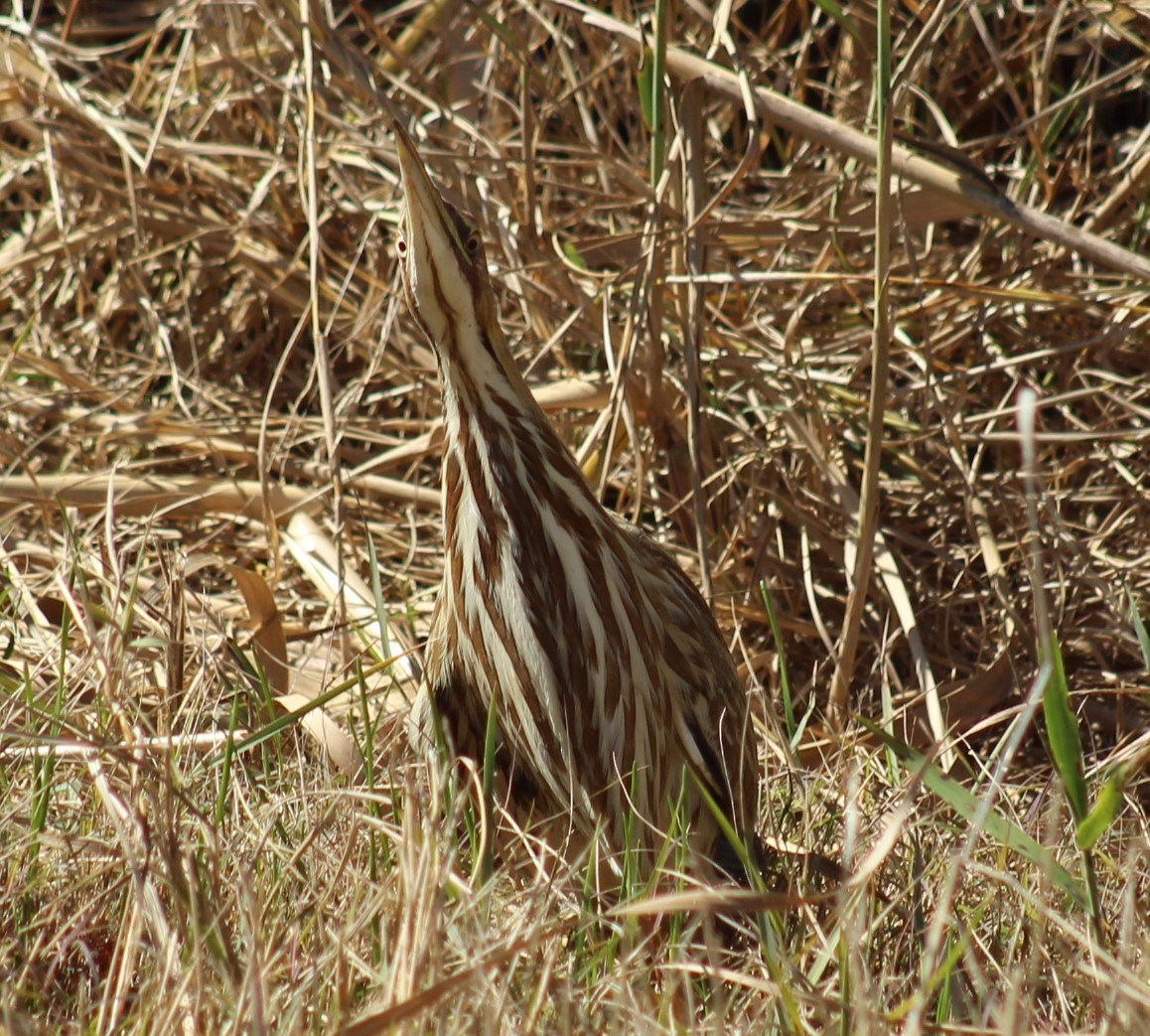 Американская выпь - ML646222382