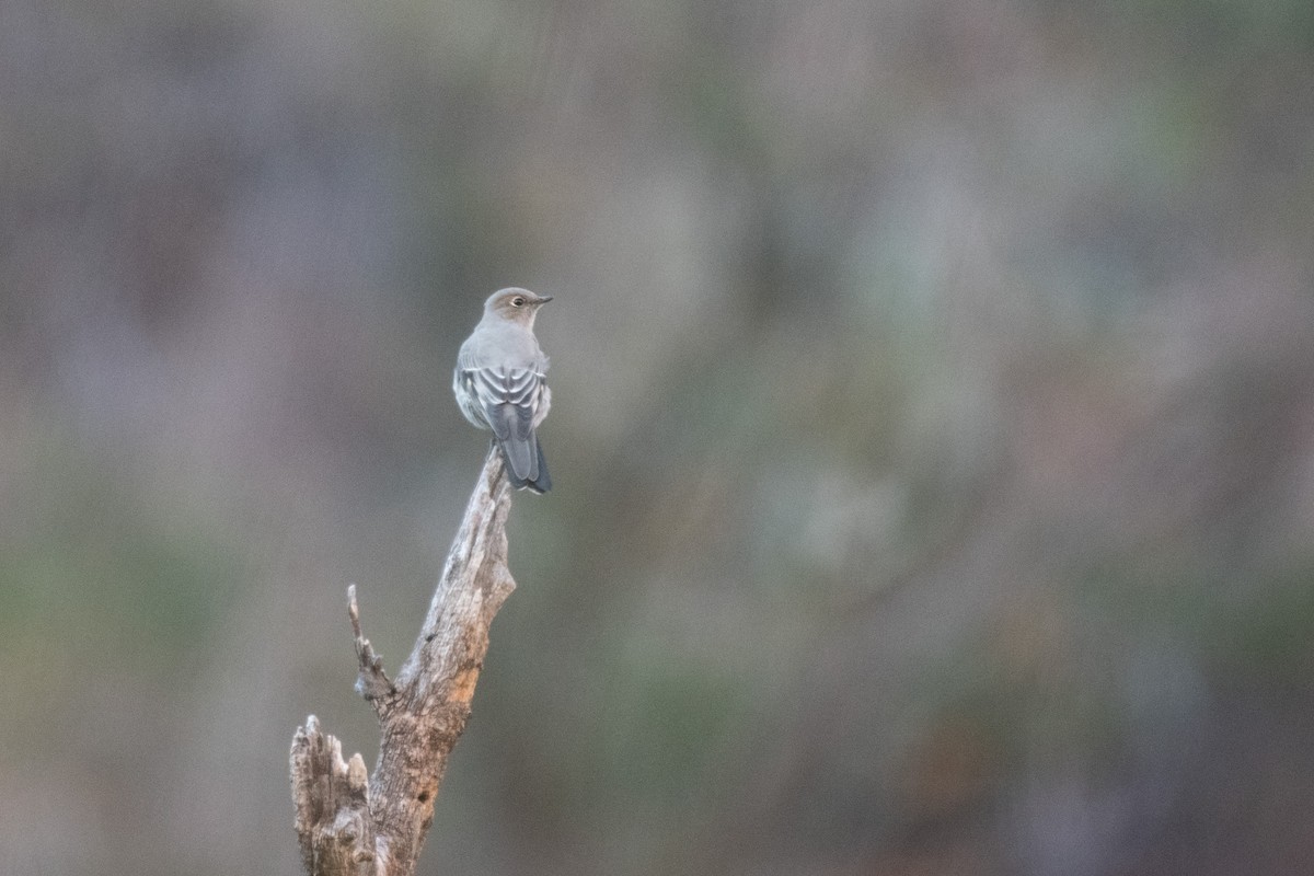 Townsend's Solitaire - ML646222385