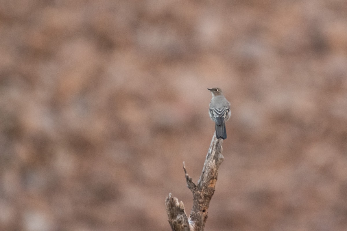 Townsend's Solitaire - ML646222386