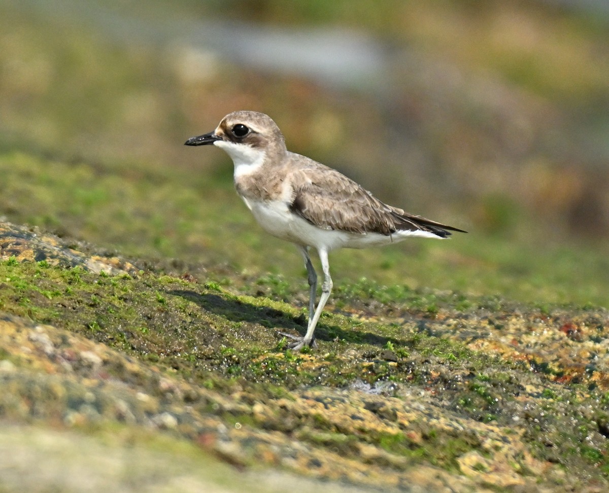 hvitbrystlo - ML646222389