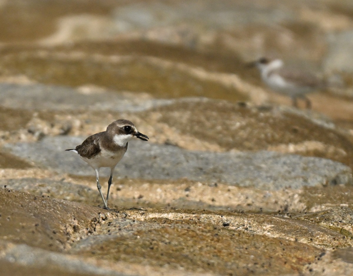 hvitbrystlo - ML646222391