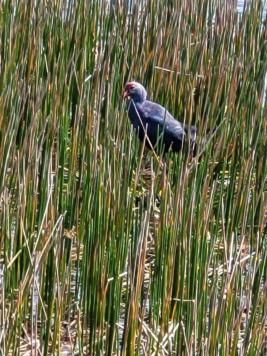 Uroilo urdin burugrisa - ML646222392