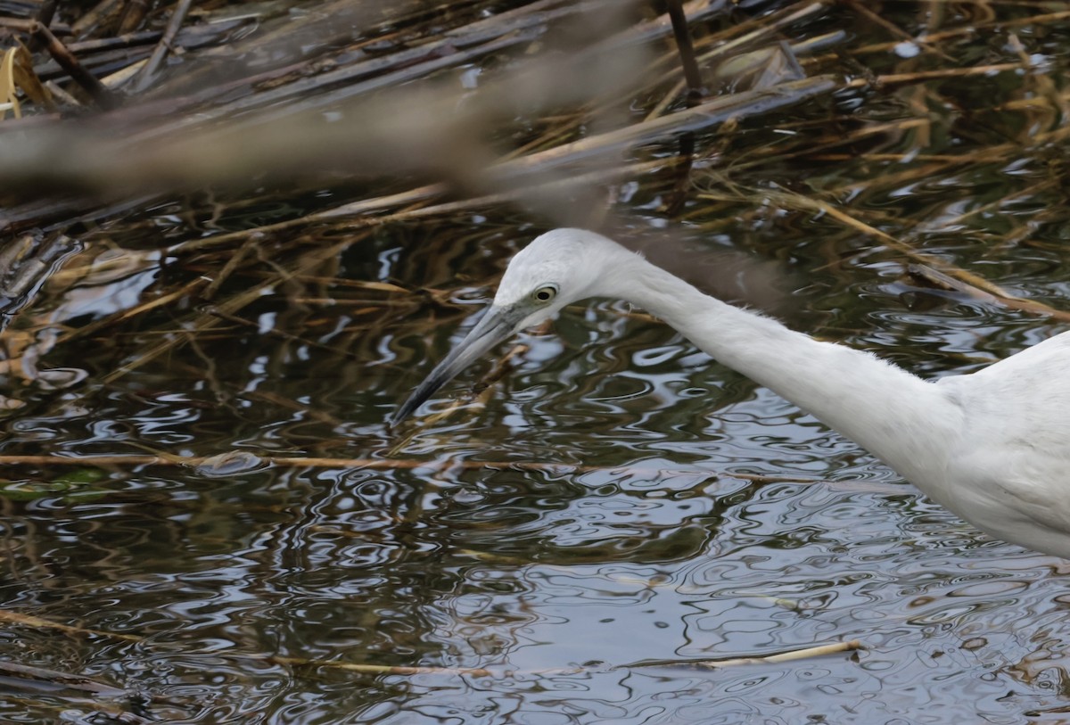 Little Blue Heron - ML646222408