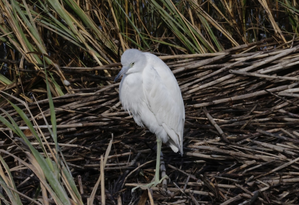 Little Blue Heron - ML646222409