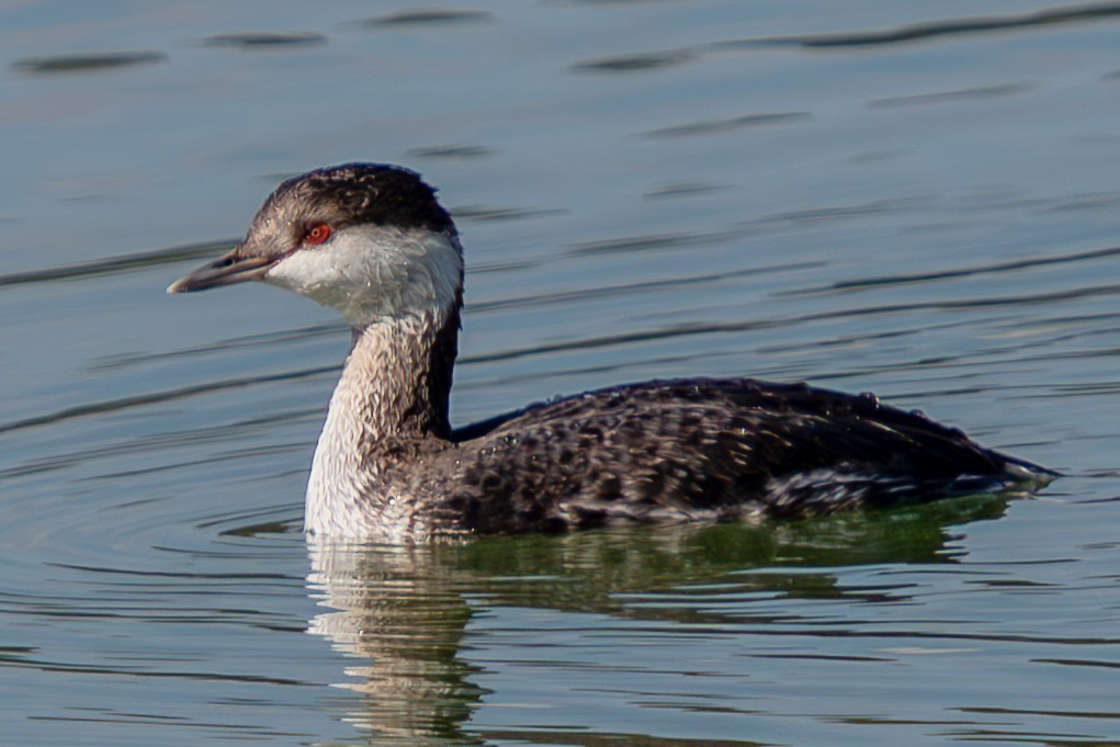 Красношейная поганка - ML646222410