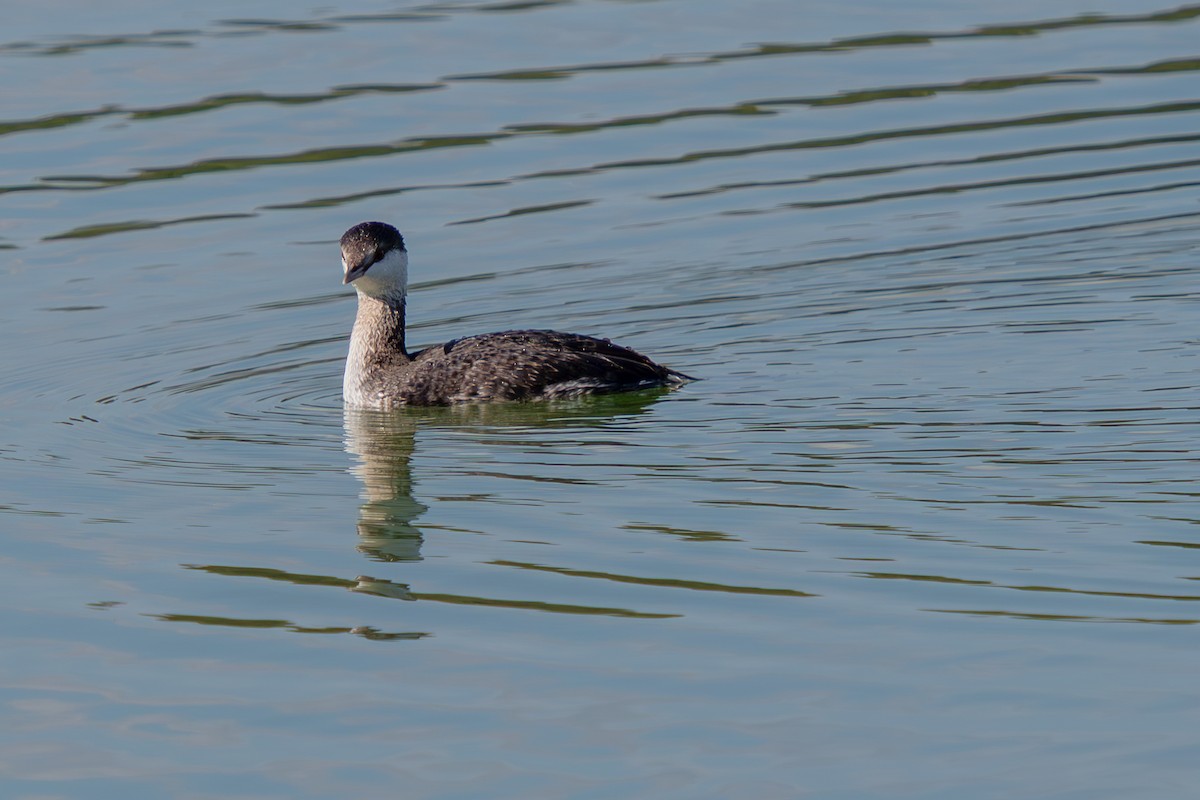 Красношейная поганка - ML646222415