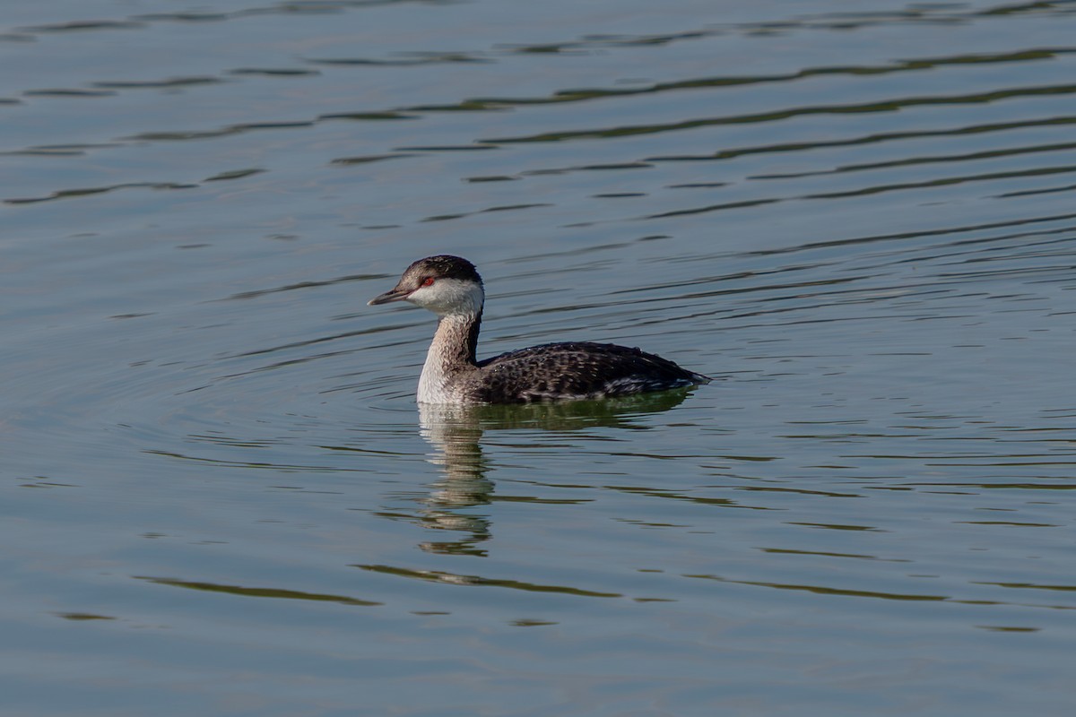 Красношейная поганка - ML646222417