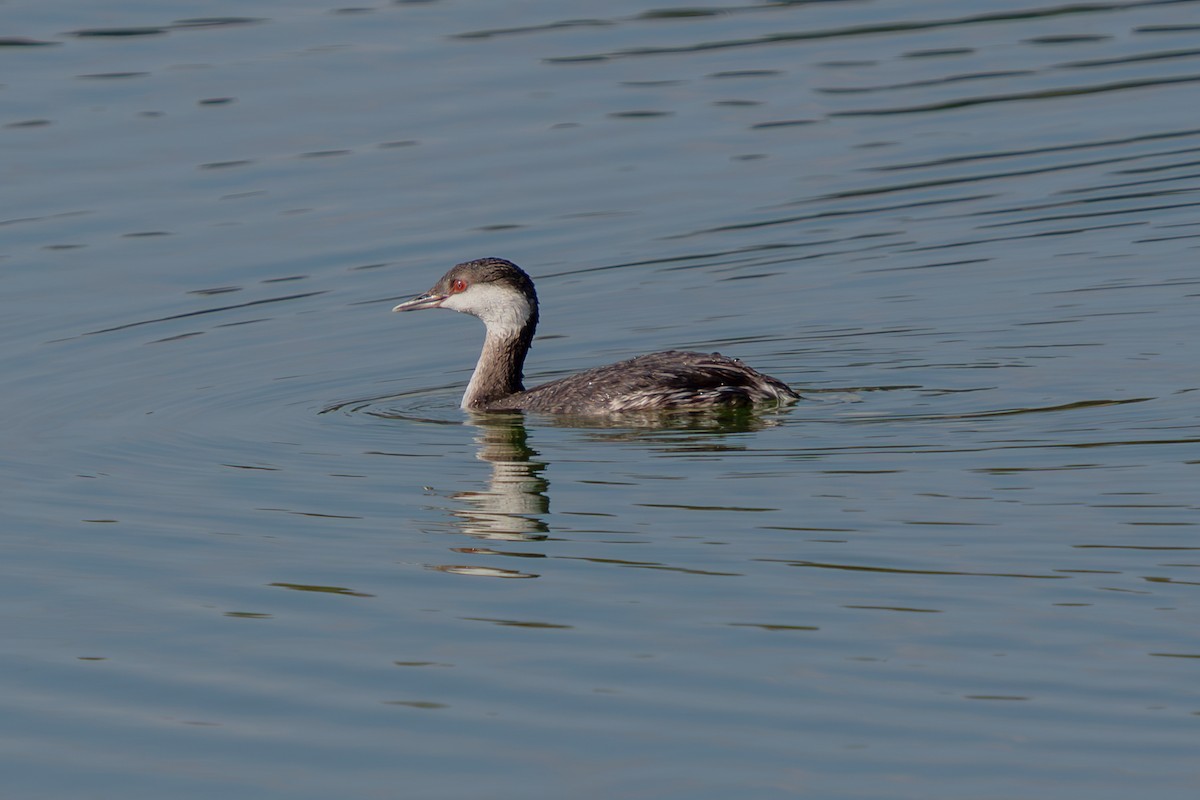 Красношейная поганка - ML646222418
