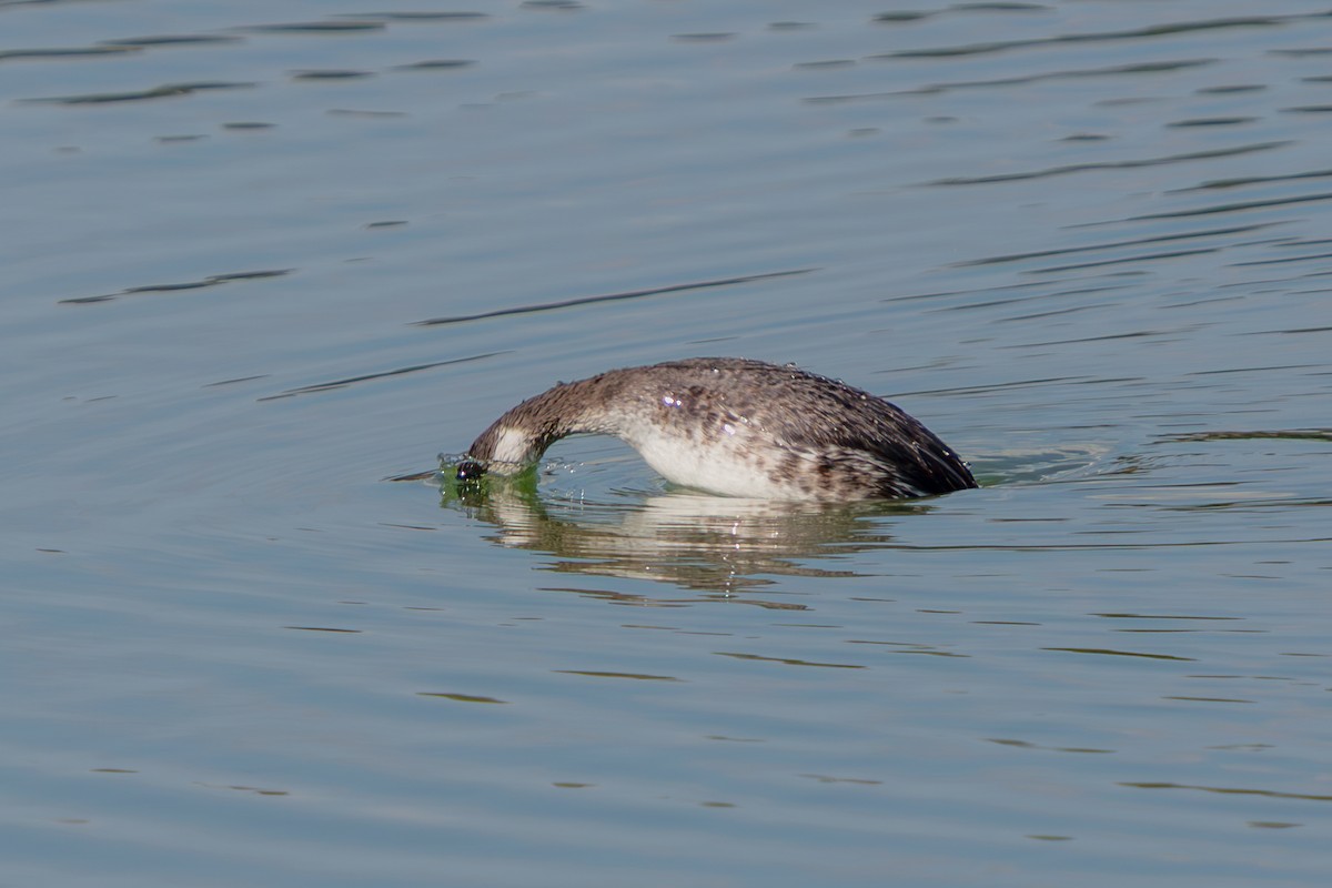 Красношейная поганка - ML646222419