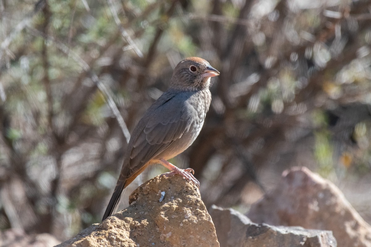 Canyon Towhee - ML646222420