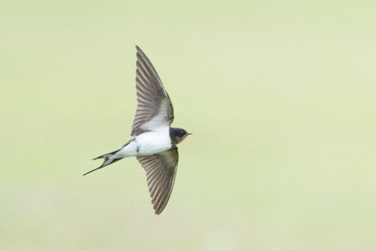 vlaštovka obecná - ML646222421