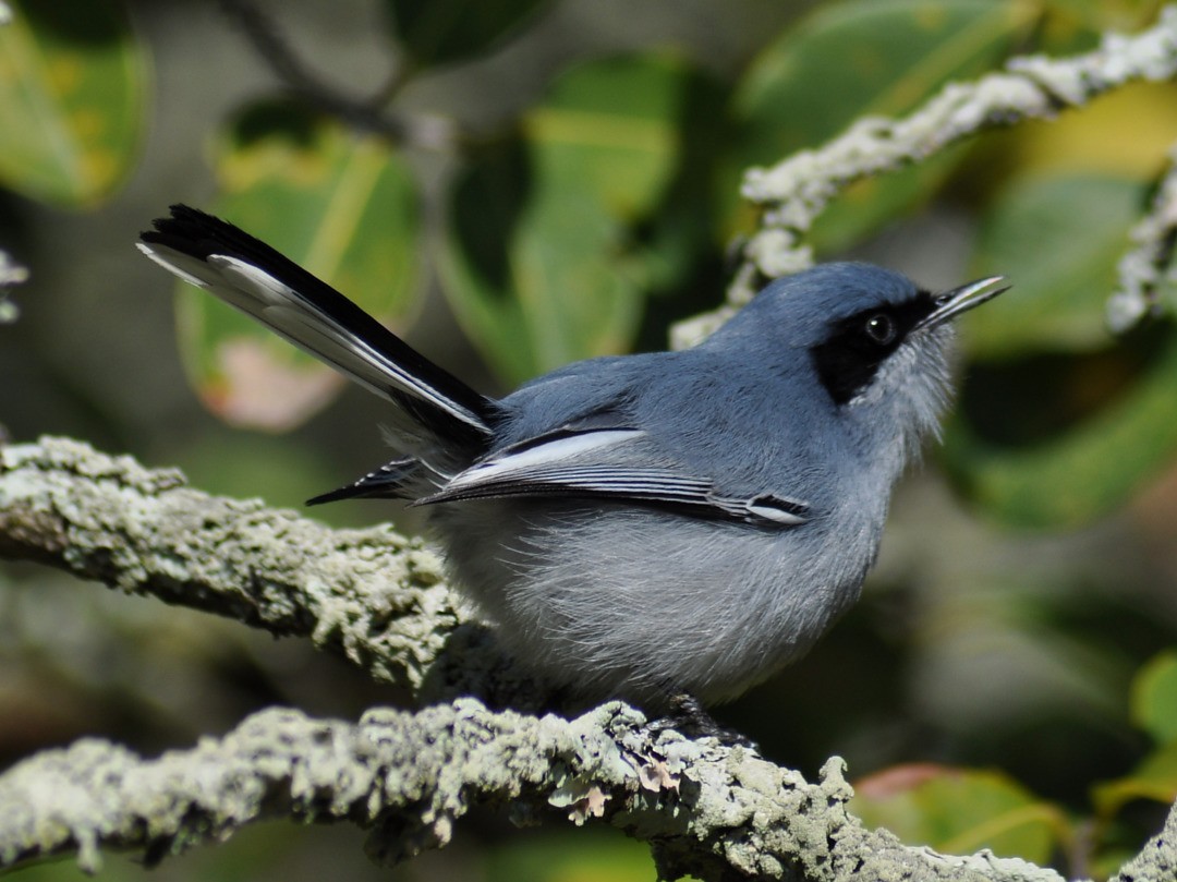 Masked Gnatcatcher - ML646222422