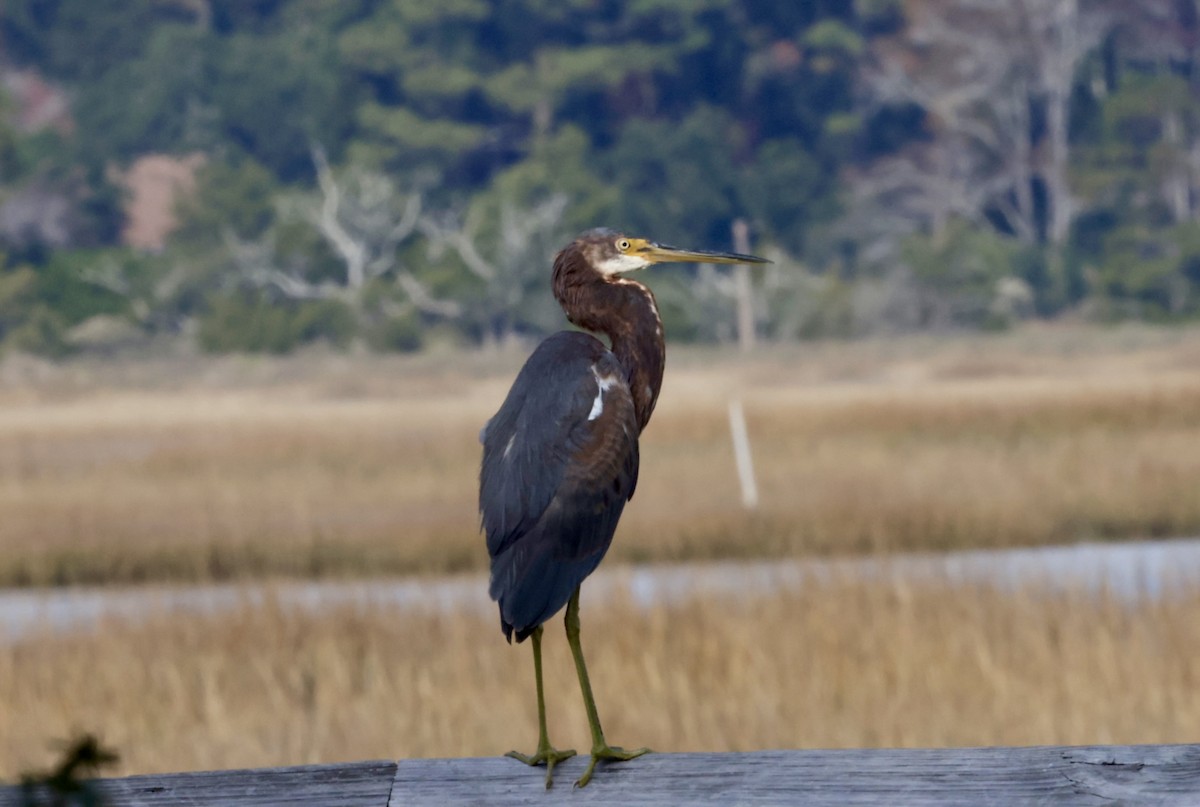Tricolored Heron - ML646222435