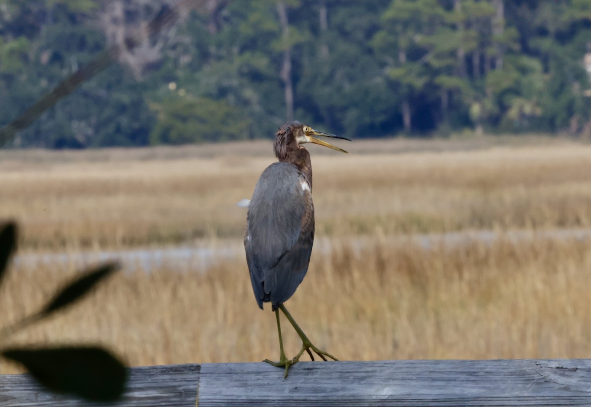Tricolored Heron - ML646222436