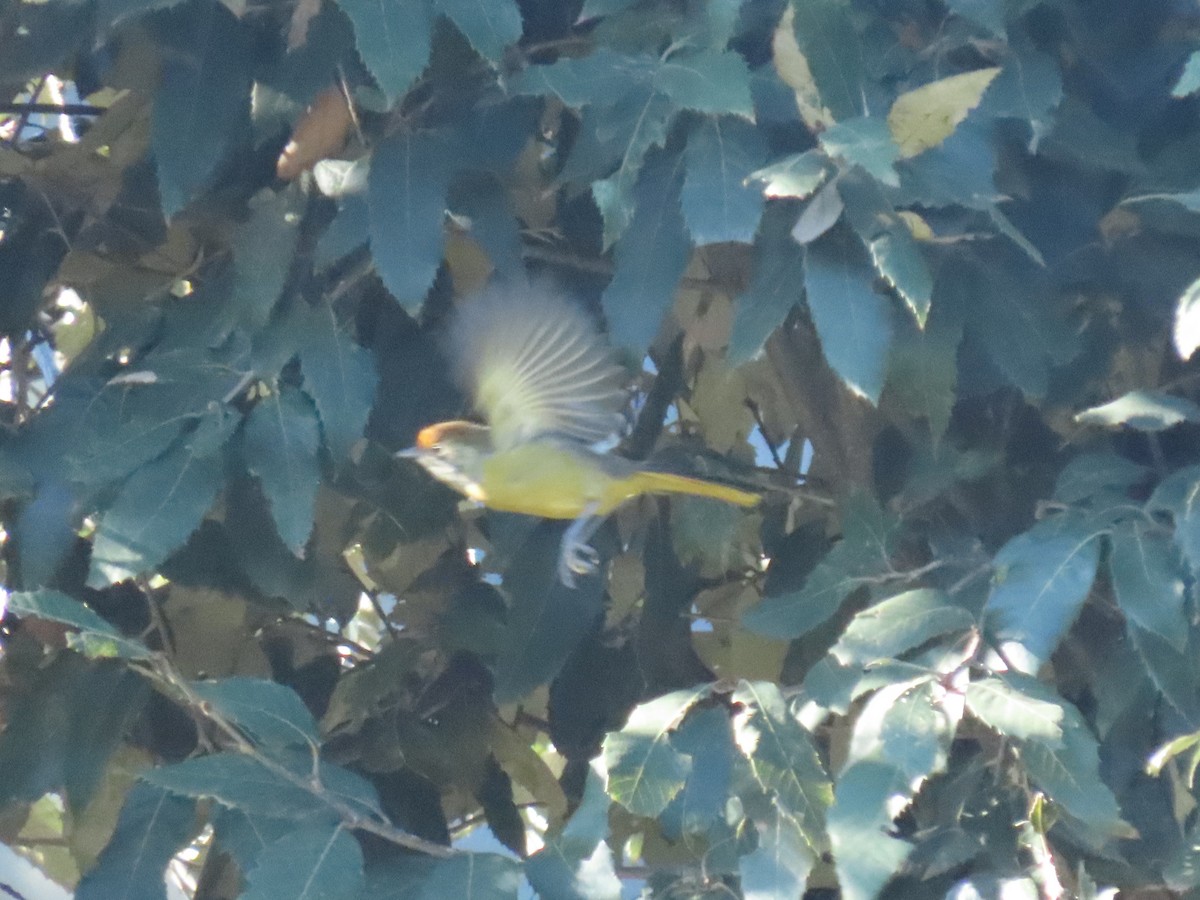 Chestnut-tailed Minla - ML646222447