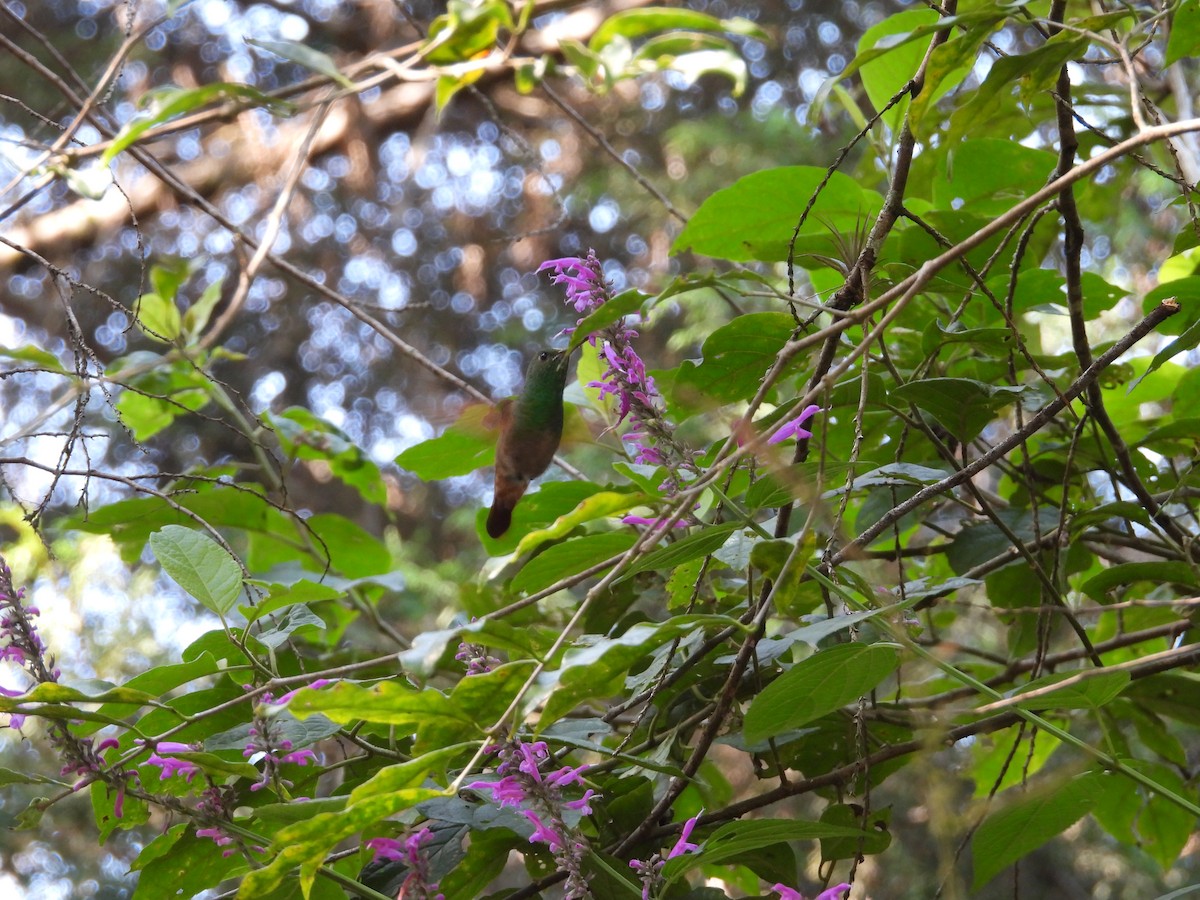 Berylline Hummingbird - ML646222453