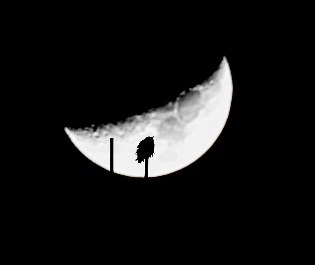 Great Horned Owl - ML646222456