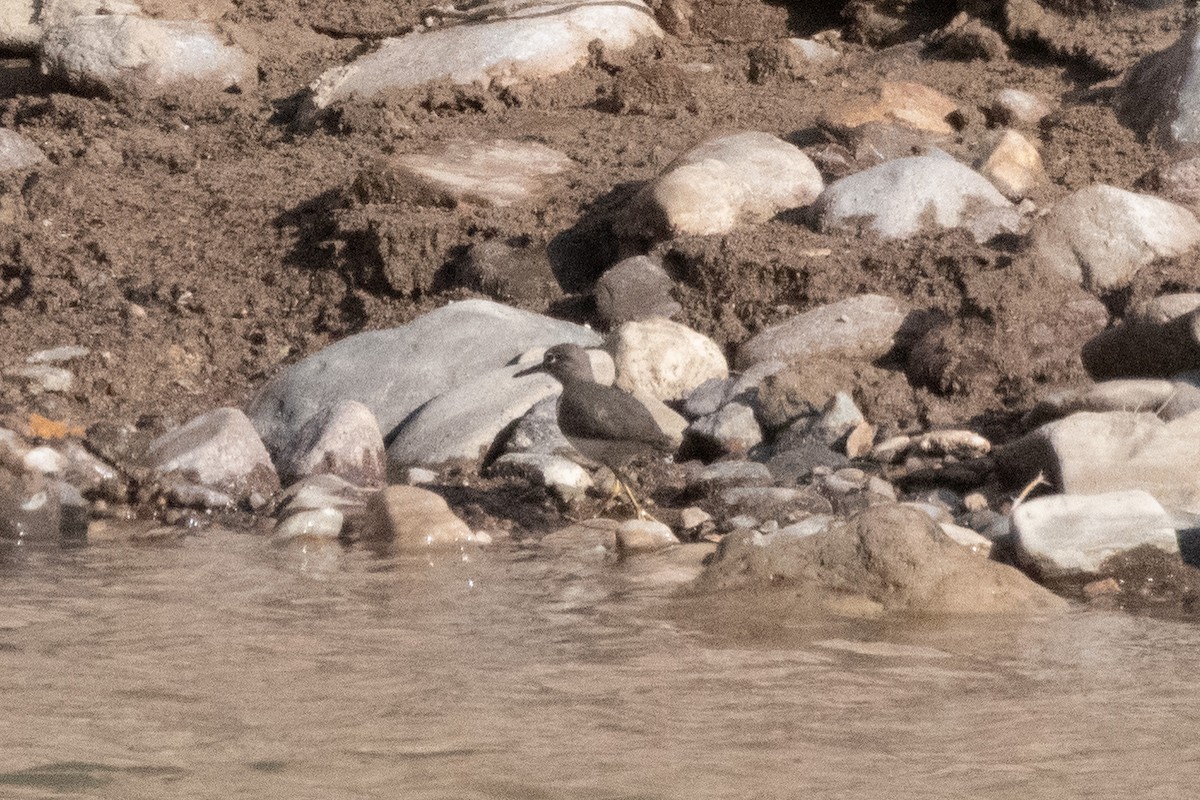 Piro piro macchiato - ML646222462