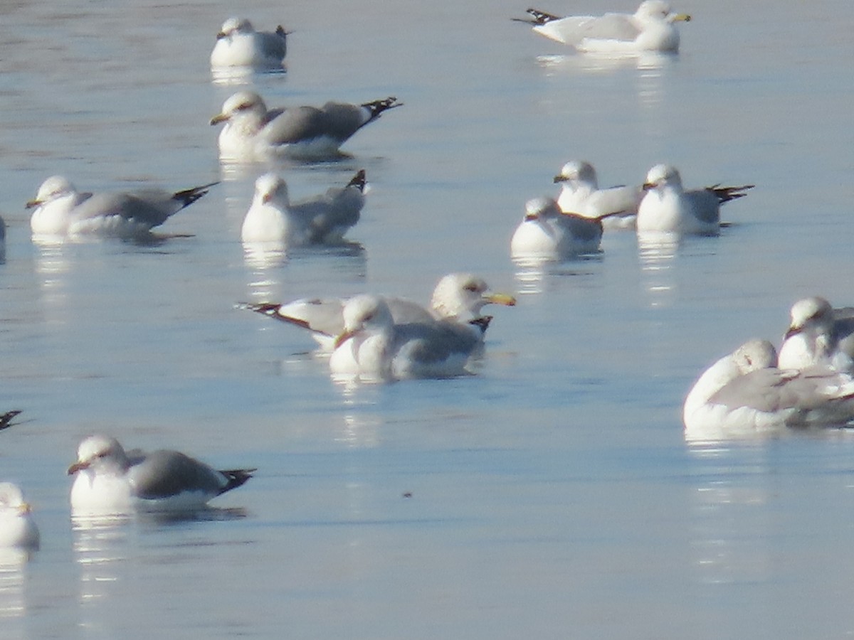 Iceland Gull (Thayer's) - ML646222463