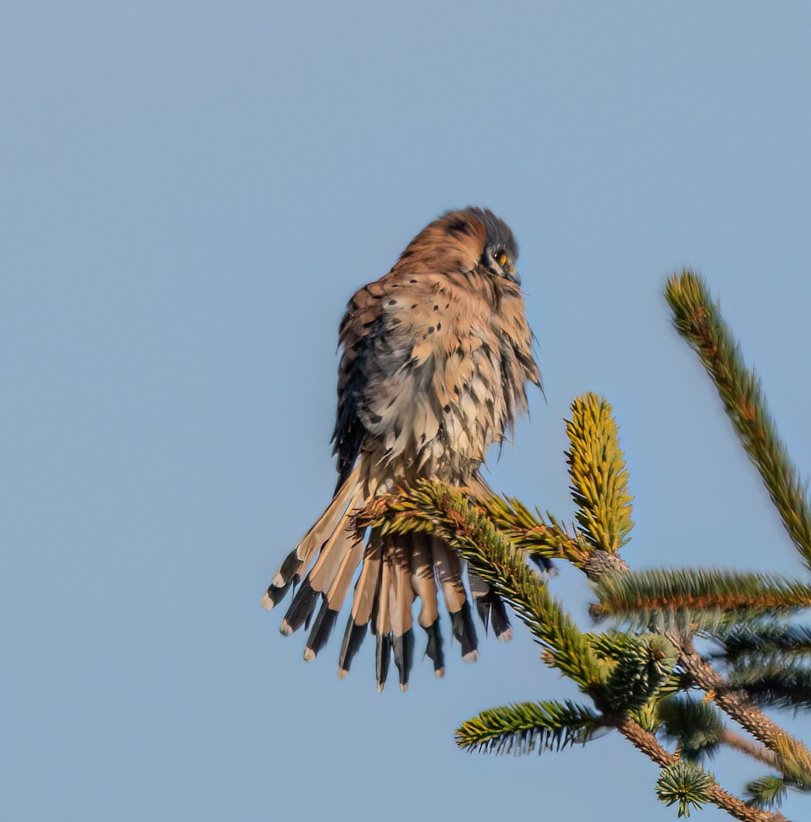 American Kestrel - ML646222465