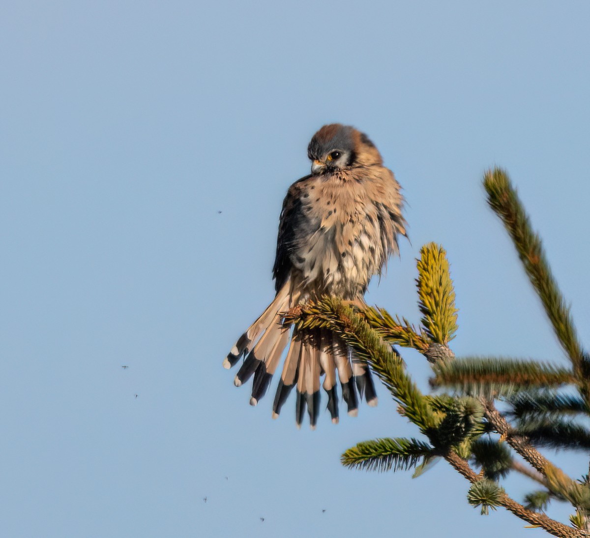 American Kestrel - ML646222466