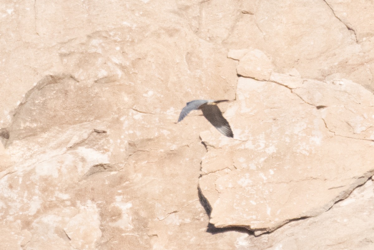 sokol stěhovavý - ML646222467