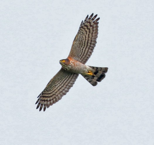 Индийский перепелятник - ML646222468