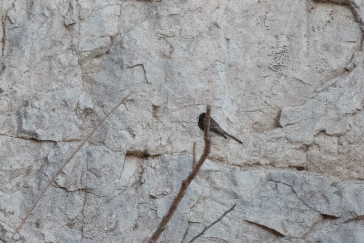 Black Phoebe - ML646222476