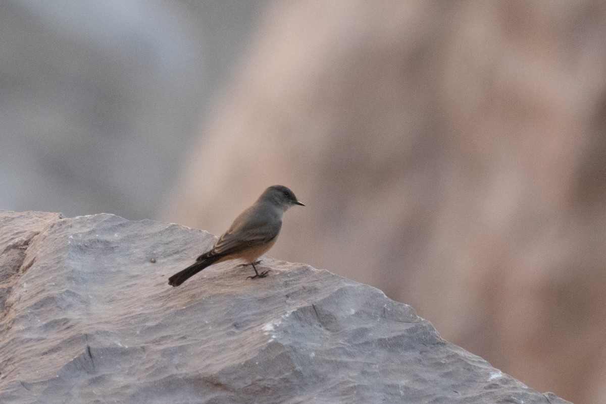 Say's Phoebe - ML646222479