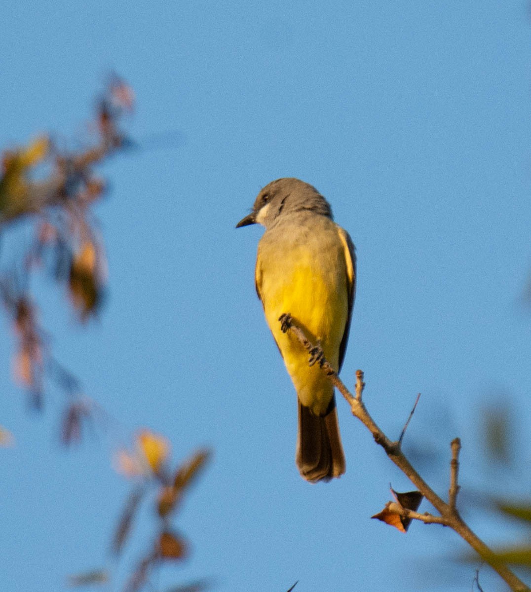 ハシボソタイランチョウ - ML646222488