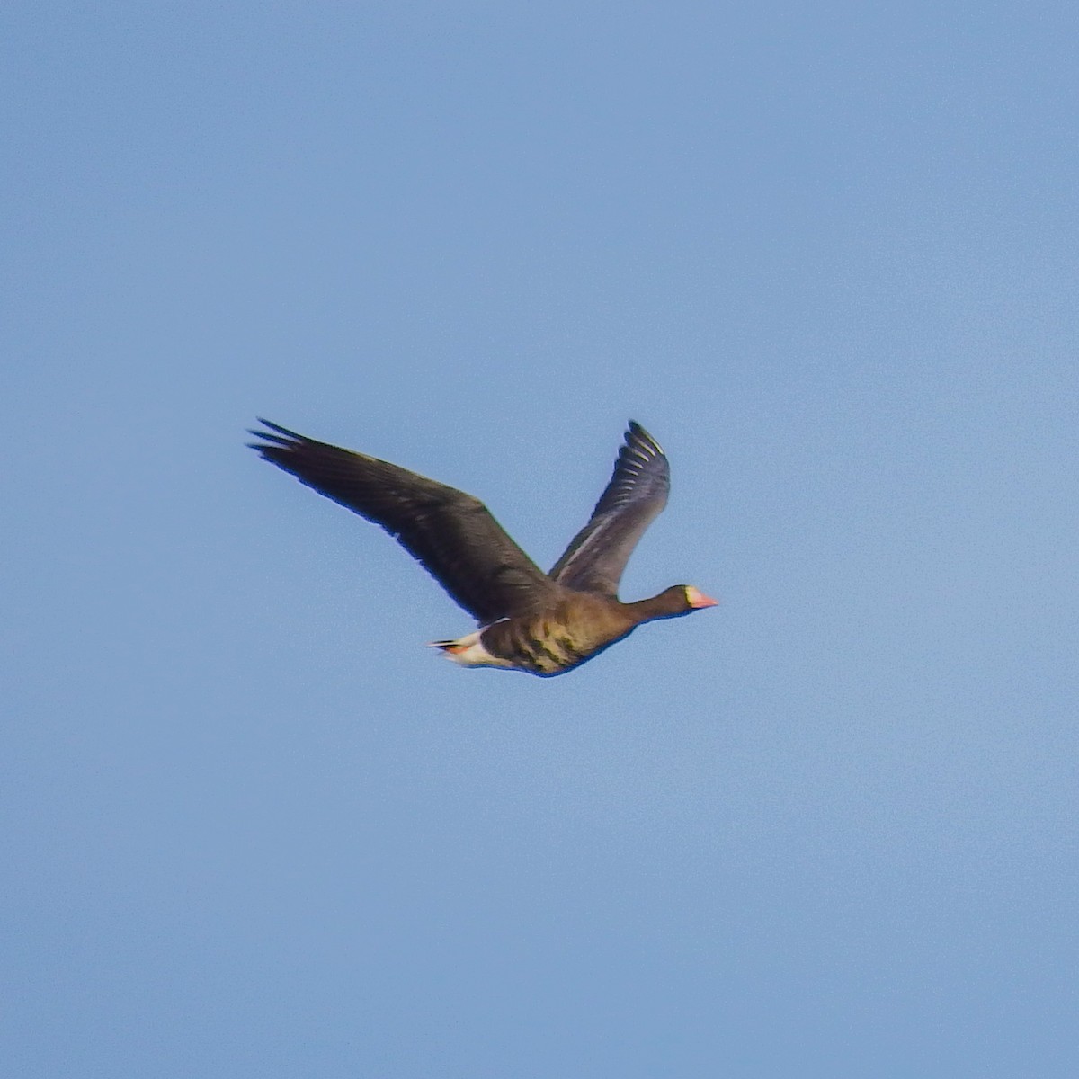 Greater White-fronted Goose - ML646222491
