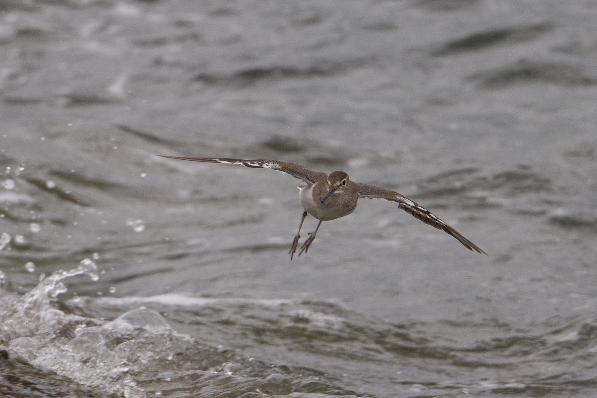 Common Sandpiper - ML646222496