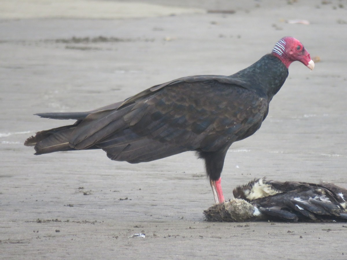 Turkey Vulture - ML646222497